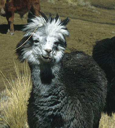 Alpaca